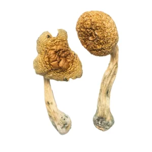 Buy Golden Mammoth Mushrooms Online | Premium Golden Mammoth Magic Mushrooms at Medibo Psychedelics